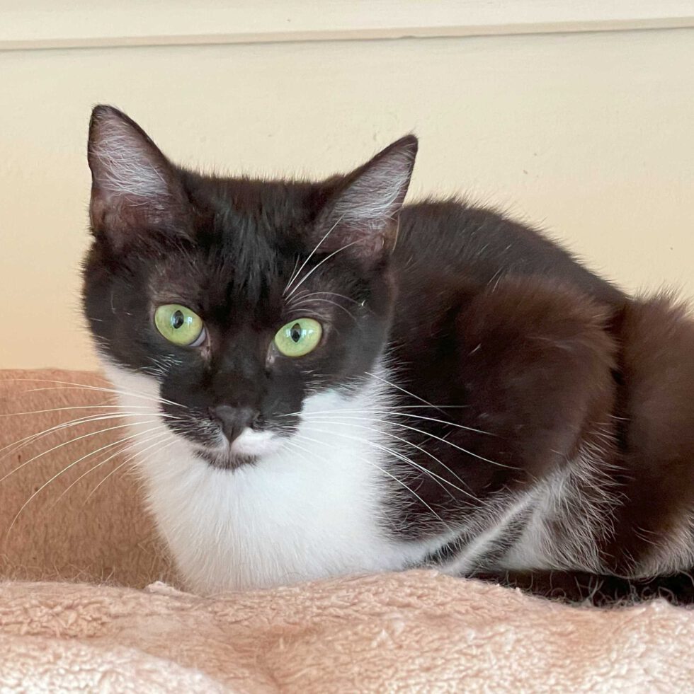 Katzen jünger als 1 Jahr | gluecksnasen-ev