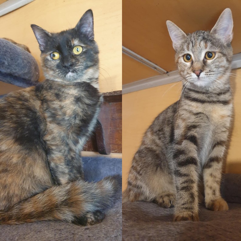 Emira und Agathe neu