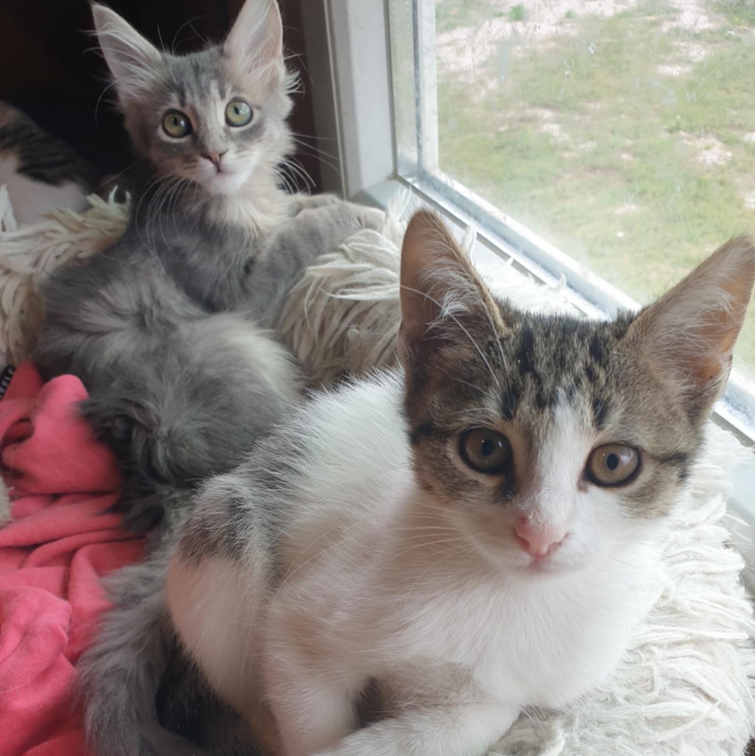 Henna und Mizuki neu