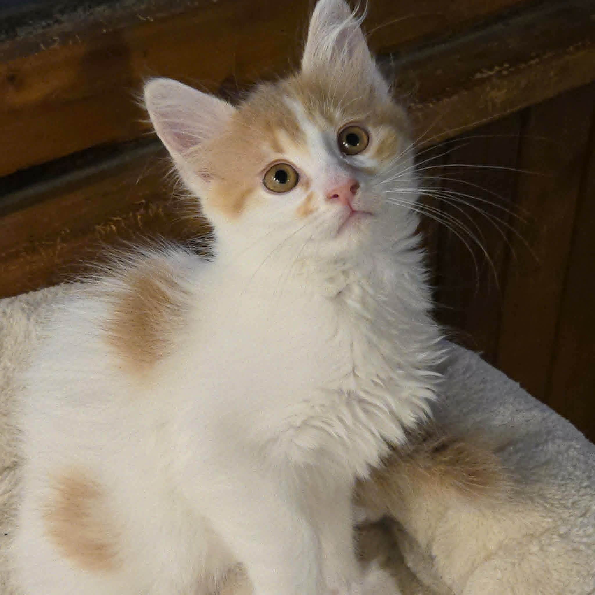 Cooper (1)