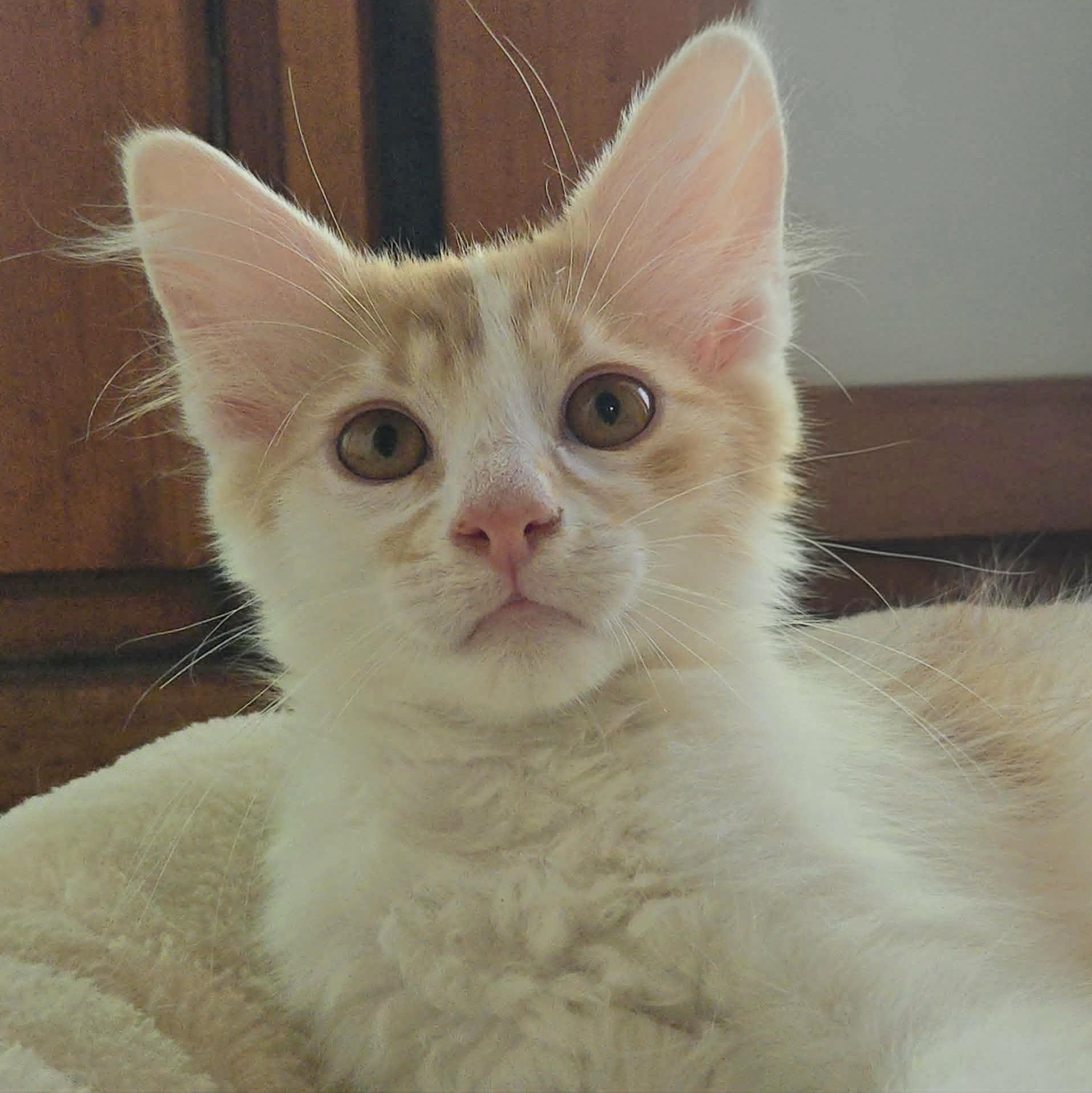 Cooper (4)