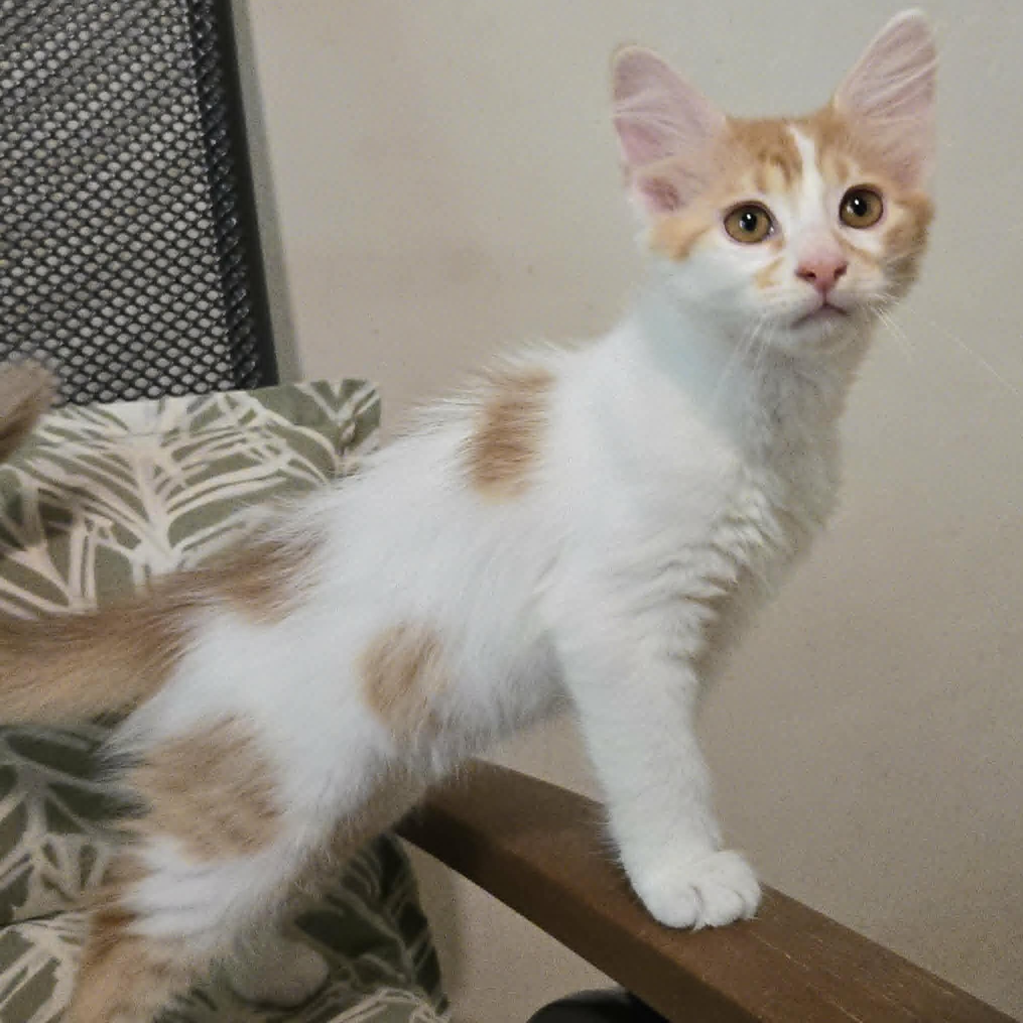Cooper (8)