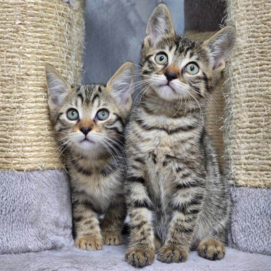 Pico und Pepe (12)