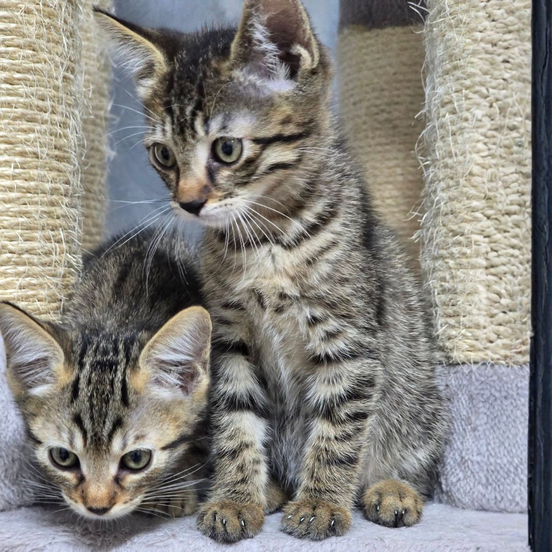 Pico und Pepe (13)