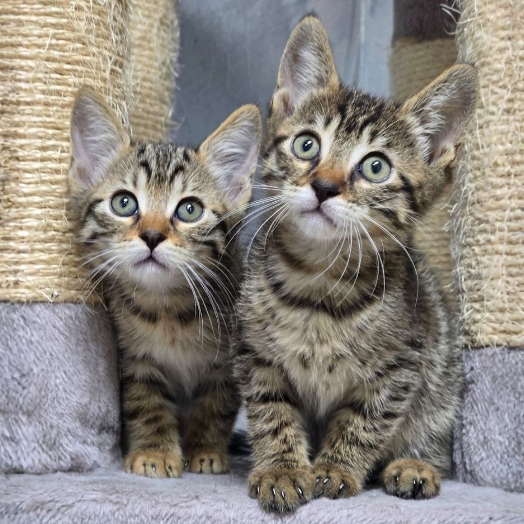 Pico und Pepe (7)