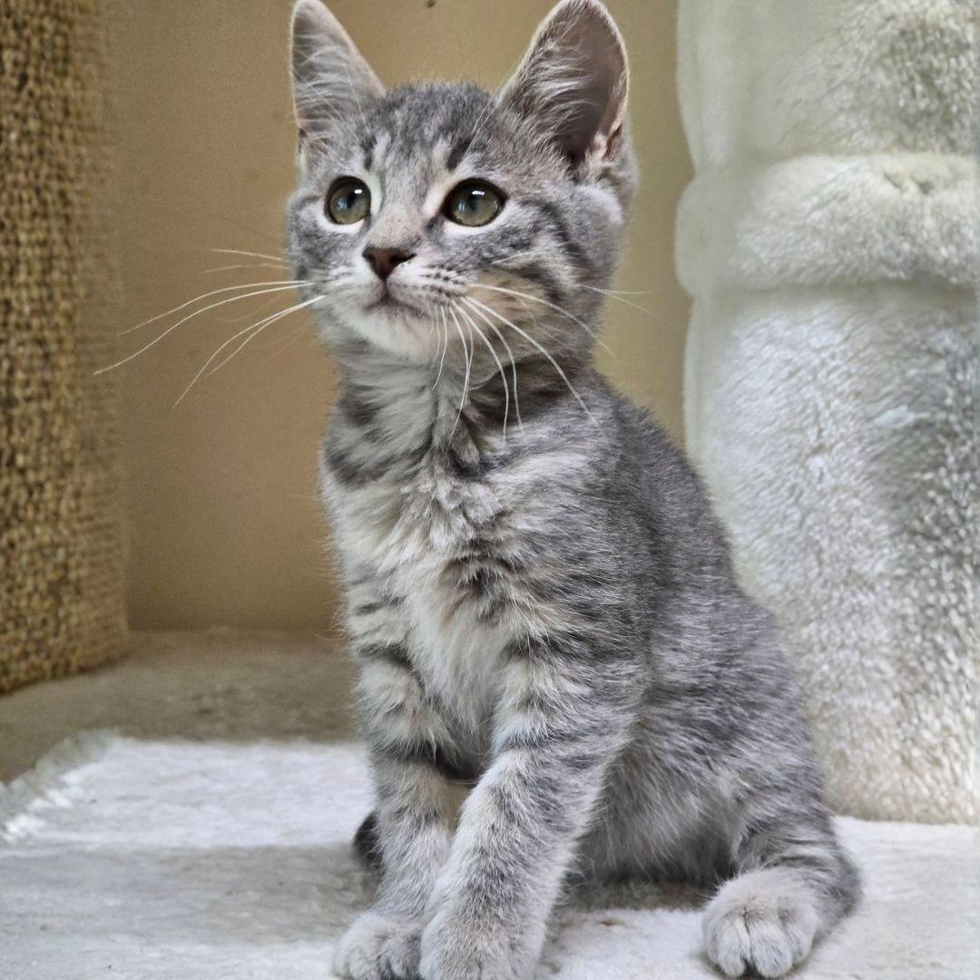 Cleo (1)