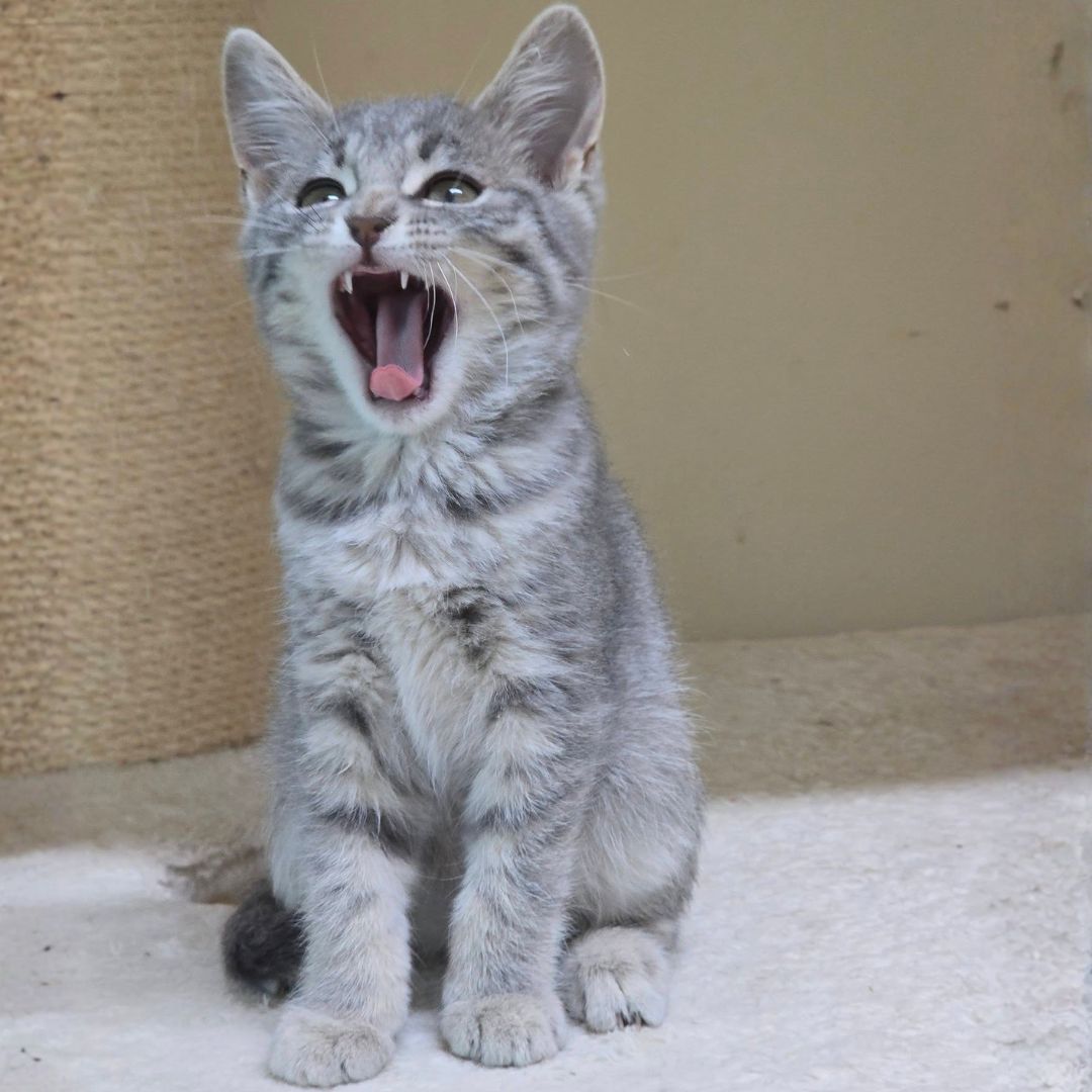 Cleo (6)
