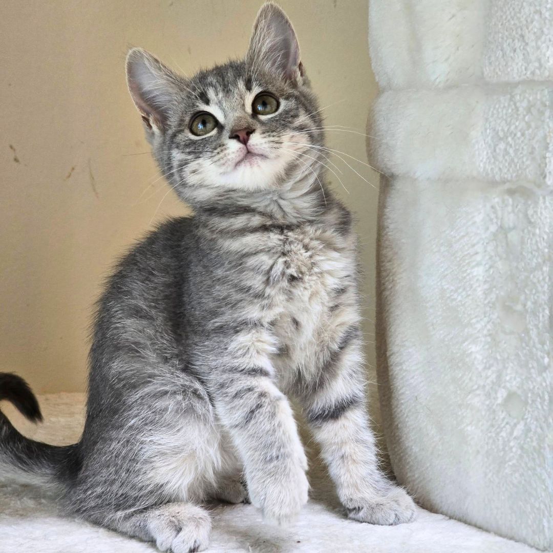 Cleo (7)