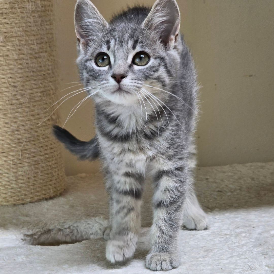 Cleo (8)