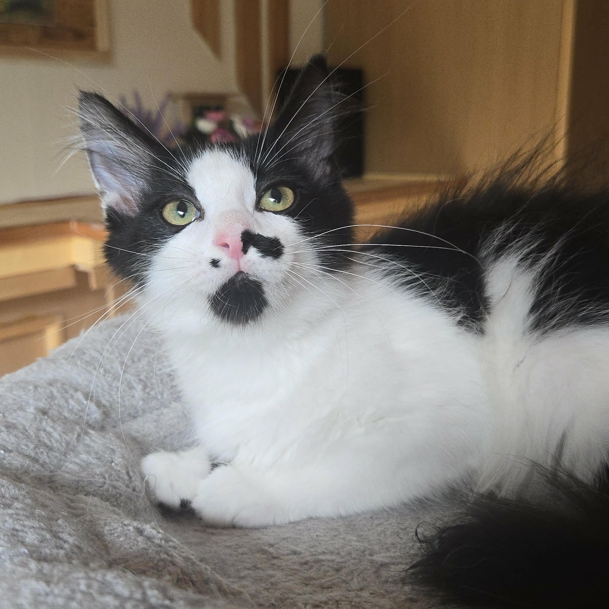 Ayla (11)