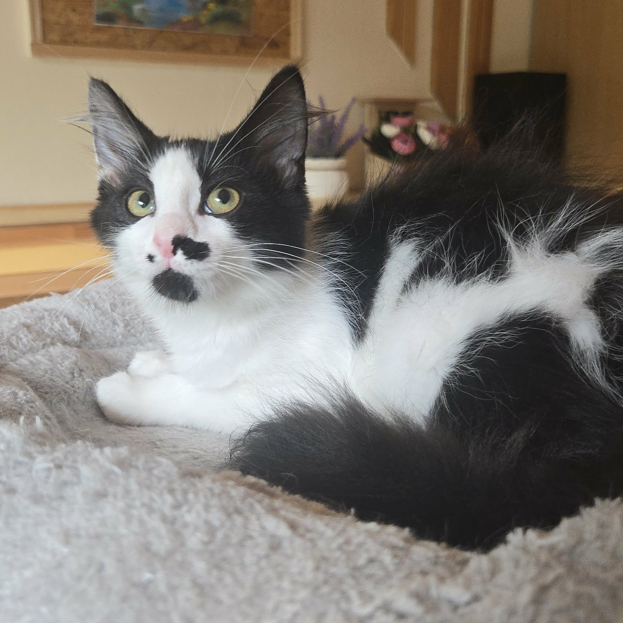 Ayla (13)