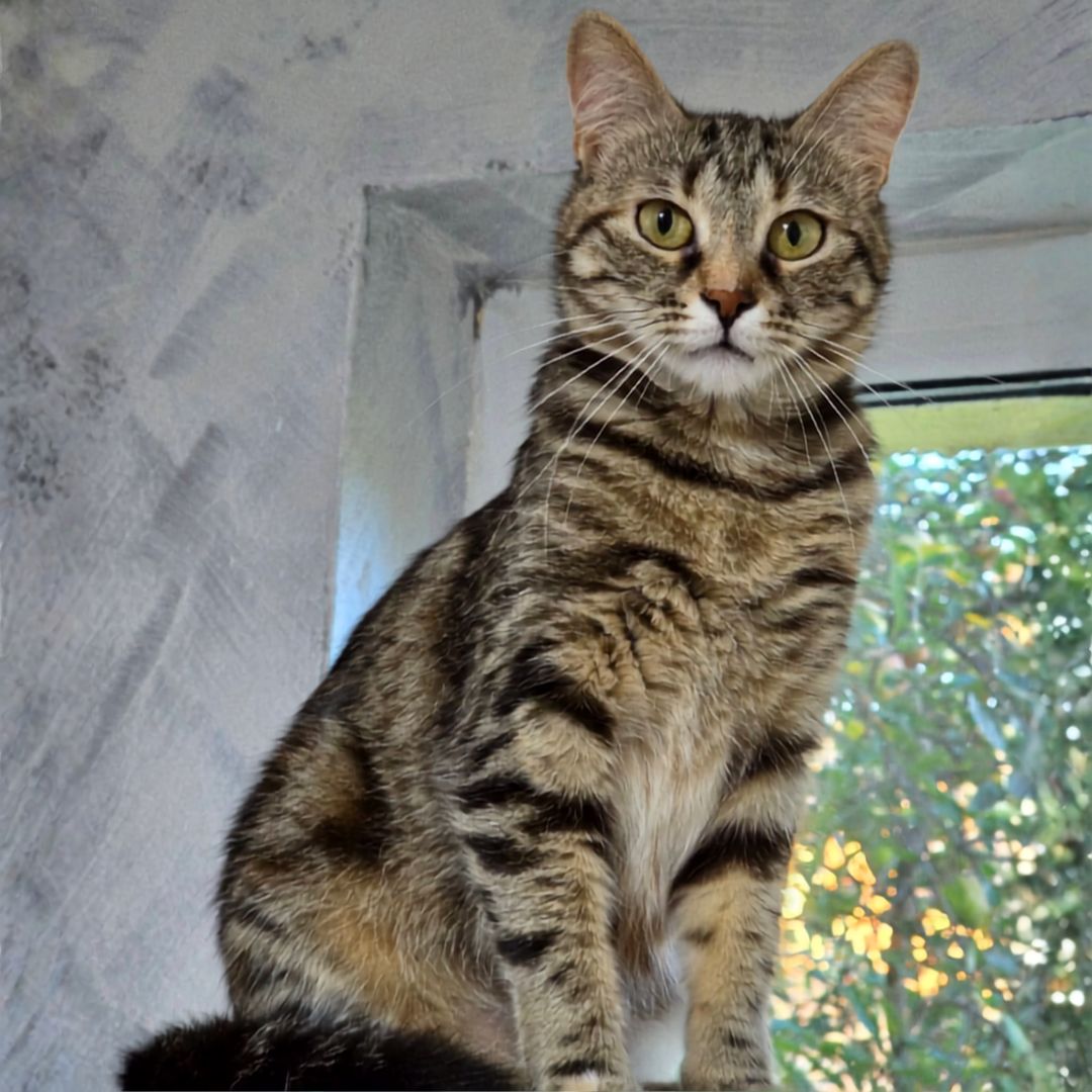 Kira (2)